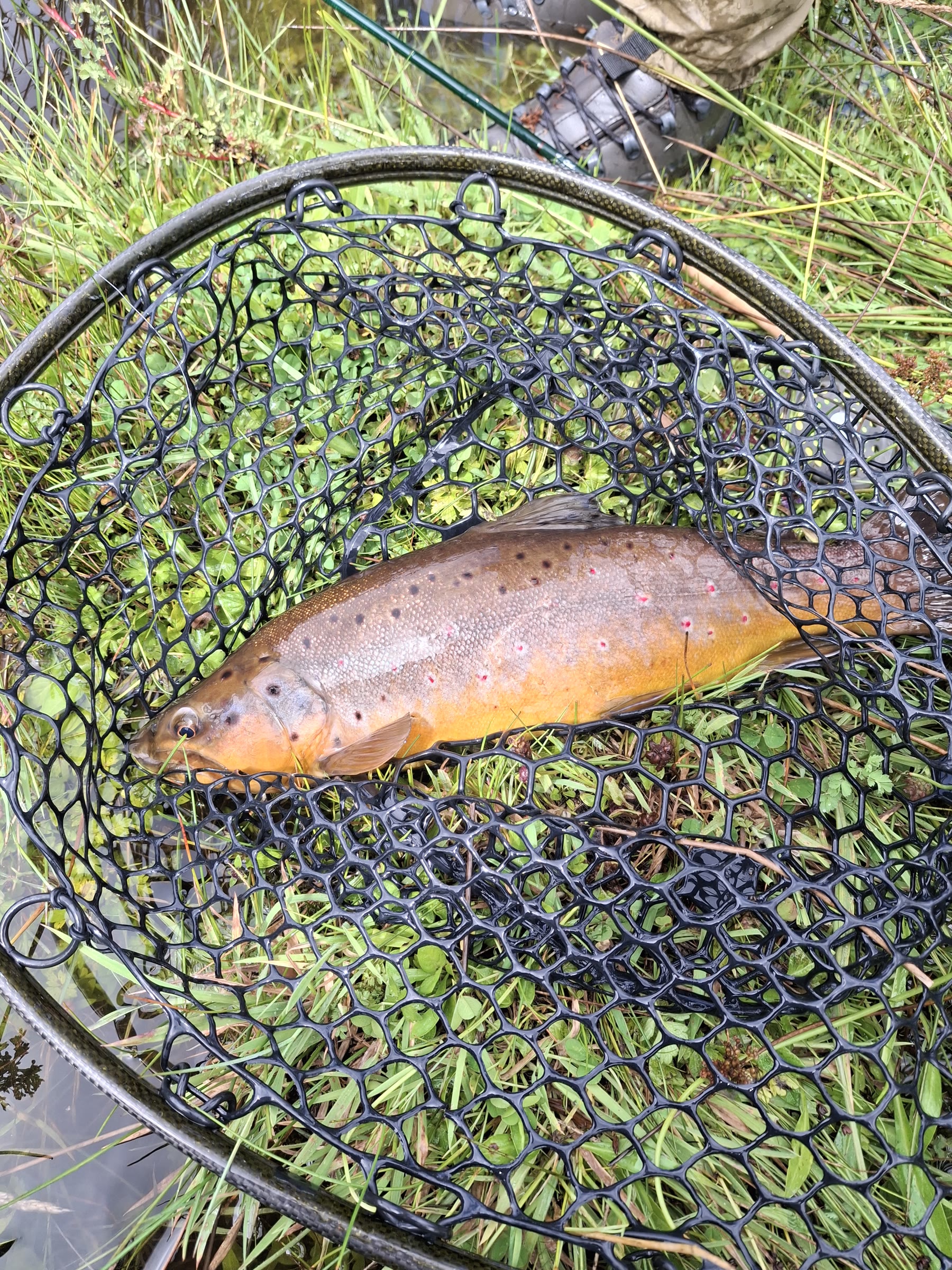 Brown trout in a landing net during catch-and-release in Patagonia Chile