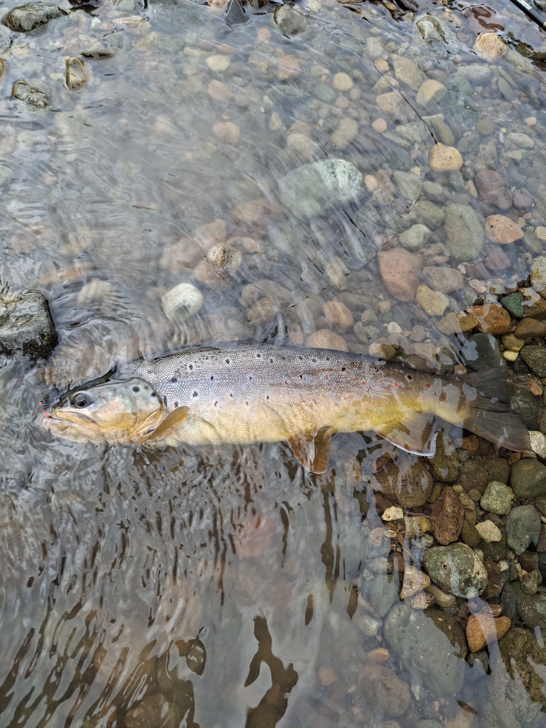 Brown trout in clear shallow water in Chilean Patagonia