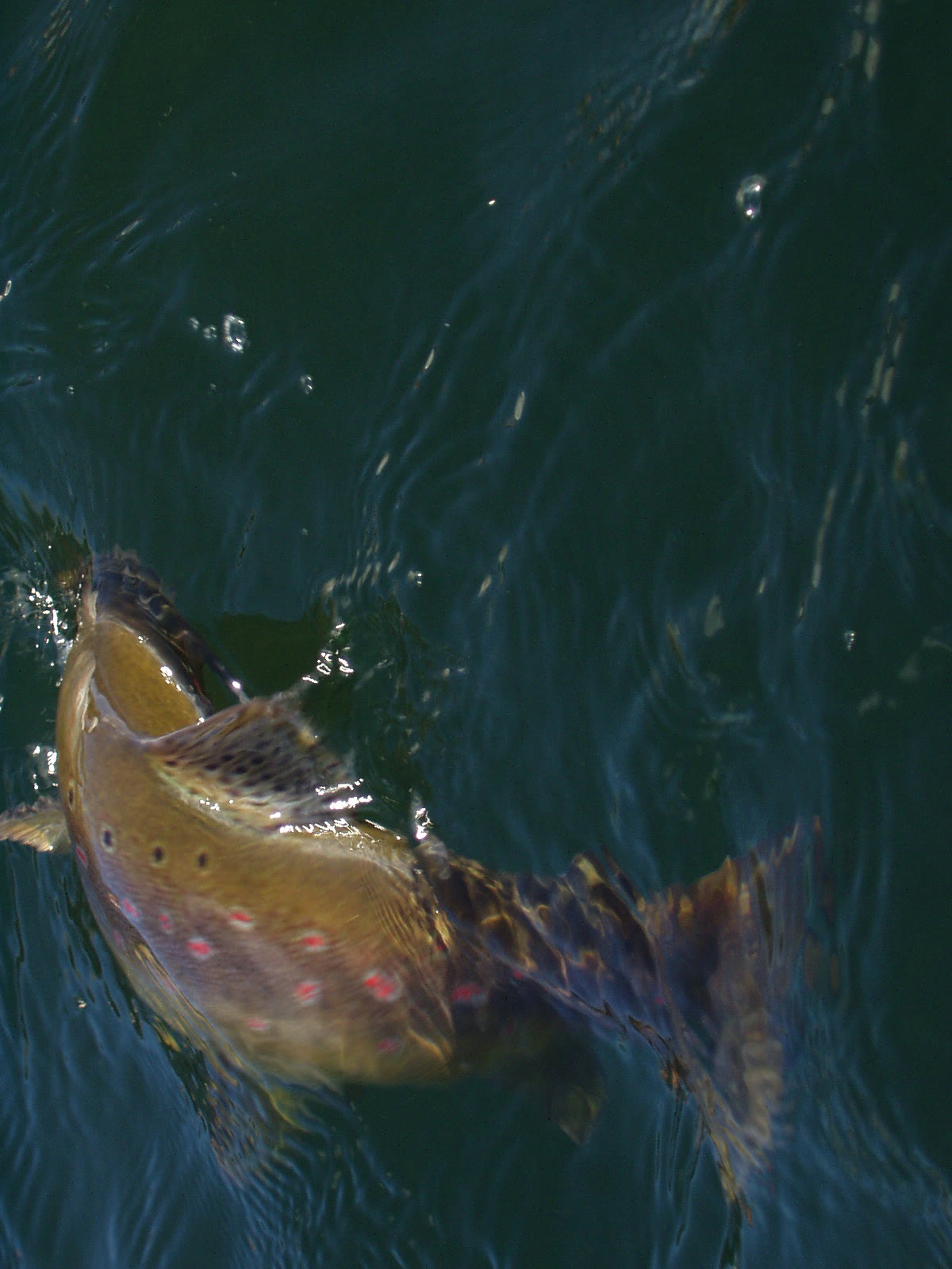 Brown trout at the surface on a Chilean Patagonia fly fishing day