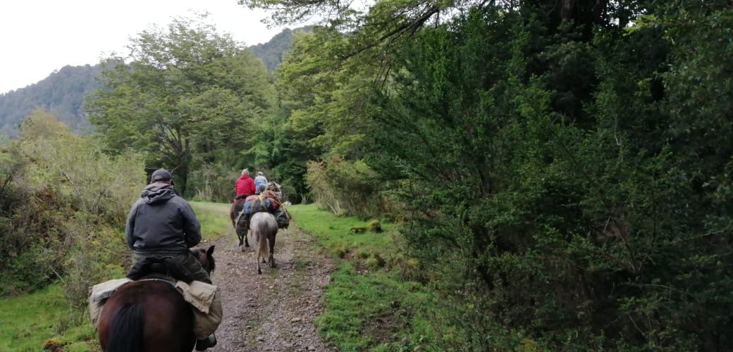 Pack horses on a forest trail into River of Dreams basecamp Chile