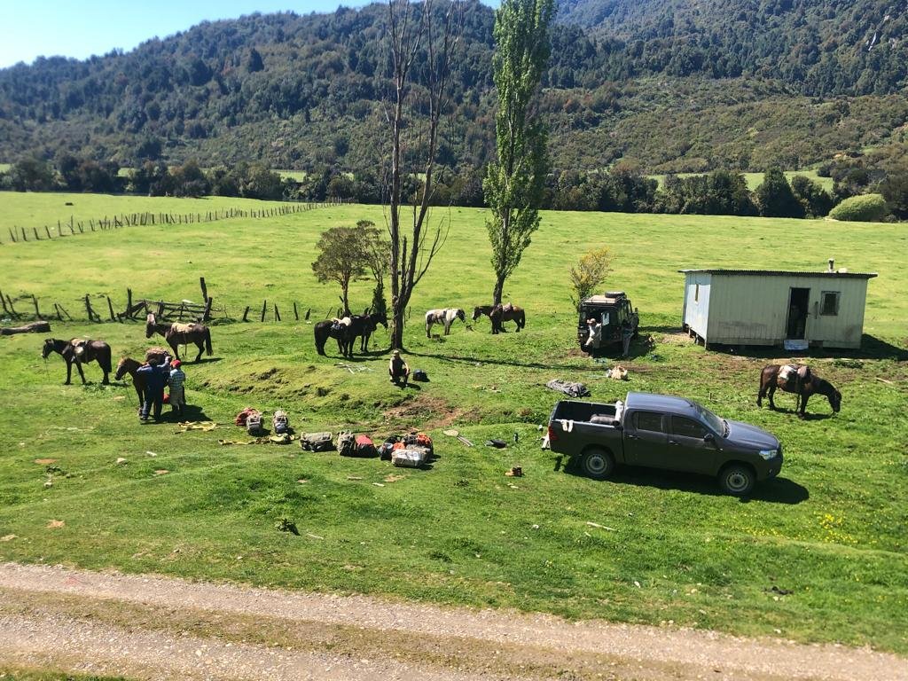Horses staged for wilderness access in Chilean Patagonia