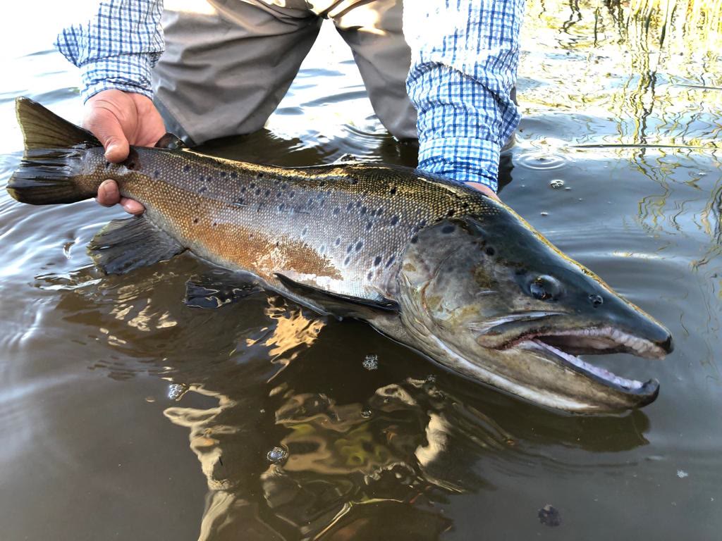Large dark brown trout held over water in Chilean Patagonia