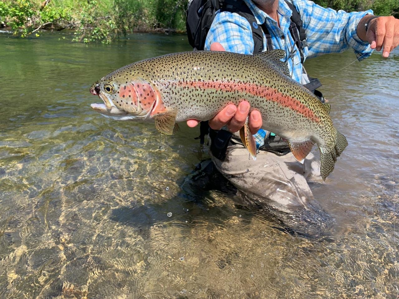 Pink-stripe rainbow trout held over clear water in Chilean Patagonia