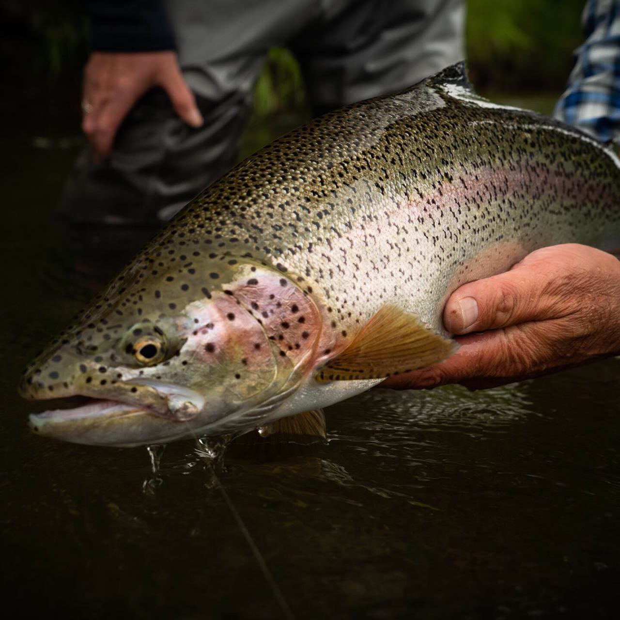 Close-up of a wild rainbow trout from Chilean Patagonia