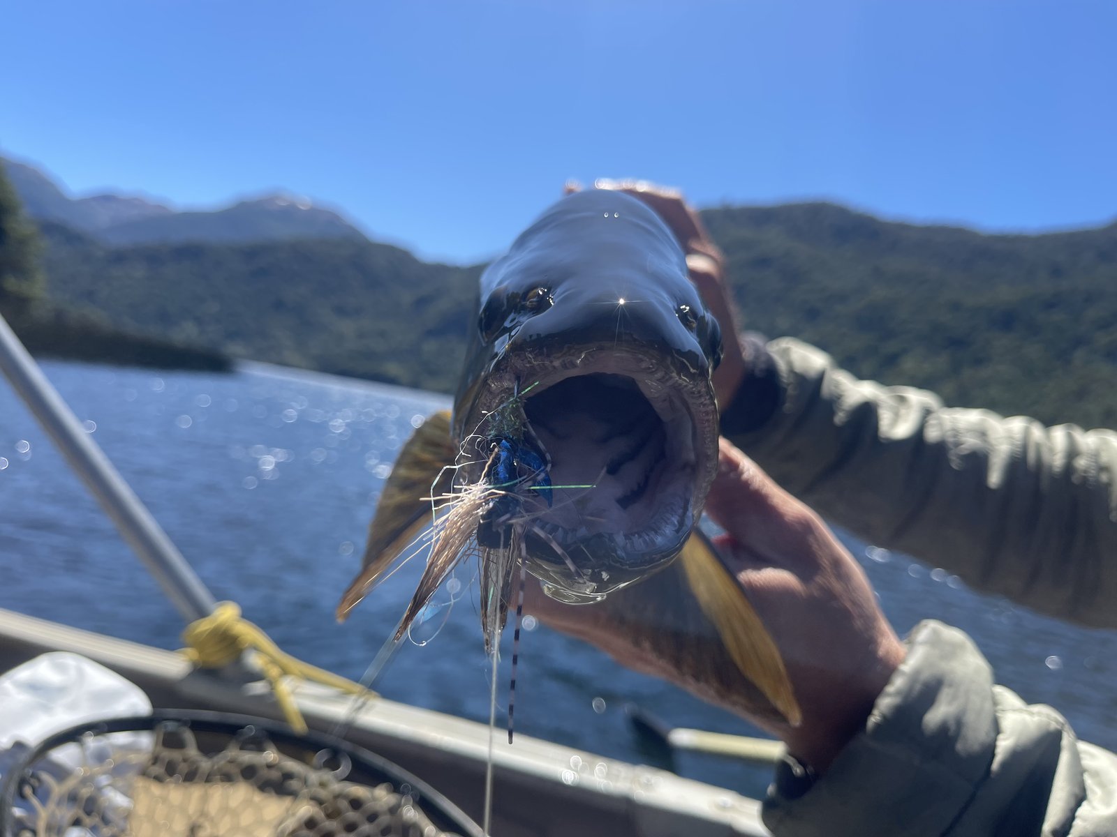 Brown trout with dry fly in mouth — Patagonia fly fishing Chile